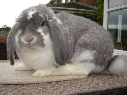 giant lop eared rabbits for sale